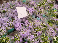 -龙大花卉苗木市场