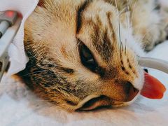 -御宝贝·A梦猫科宠物医院(国际猫友好医院)