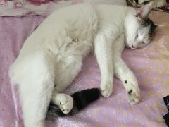 -纳吉亚猫专科动物医院·北北分院