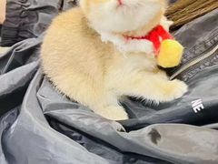 -欣宠猫屋·矮脚拿破仑·蓝金金渐层
