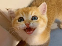 -糯米喵星人总部直营旗舰店·猫舍·幼猫出售