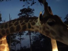 -清迈夜间动物园