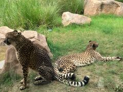 -武汉动物园