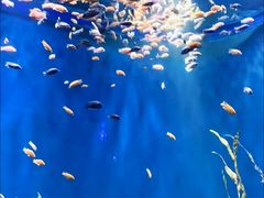 -欢乐海岸海洋奇梦馆