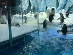 -帝企鹅自助餐厅•儿童岛•真企鹅(长隆企鹅酒店)