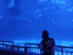 -烟台海昌鲸鲨海洋公园