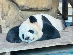 -成都动物园