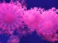 -芜湖新华联大白鲸海洋公园