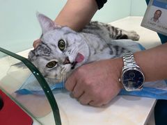 -纳吉亚猫专科动物医院博雅分院