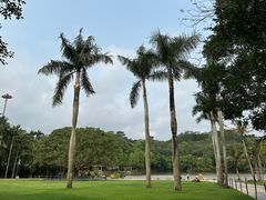 -深圳仙湖植物园