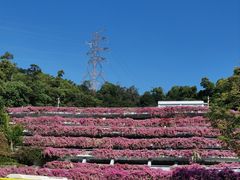 -深圳仙湖植物园