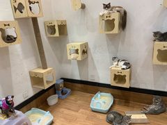 -猫色咖啡·猫咖