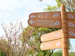 -顾村公园