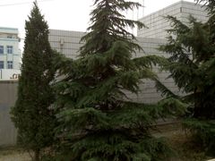 -青岛市城阳第十三中学