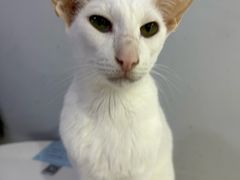 -喵的天空名猫咖啡馆·撸猫·猫舍·用品