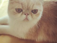 -飞行喵MR PILOT|猫舍·猫咖(静安大融城店)