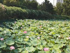 -黄兴公园