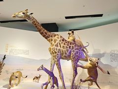 -国家自然博物馆