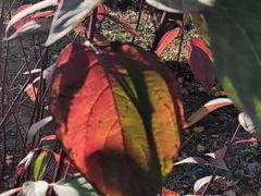 -永定河休闲森林公园