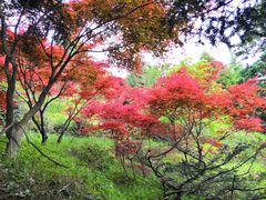 -四明山国家森林公园