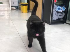 -中农大我爱我爱动物医院·核磁CT·猫病·24小时夜诊中心(石佛营店)