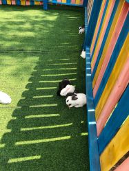 -萌宠亲子动物乐园(槐房万达店)