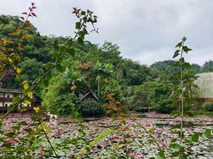 -野象谷景区