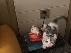 -瑞派福兴宠物医院犬猫全科·骨科·中西医结合(河东店)