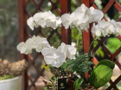 -弗劳尔花艺坊(龙涛店)