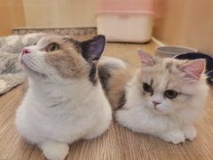 -上海尚嘉中心