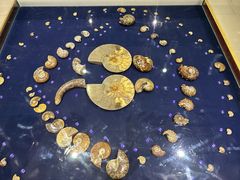 -青岛贝壳博物馆