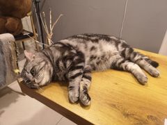 -平行世界·猫咖(首经贸店)