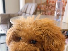 -樱桃家的宠物店(君安花园店)