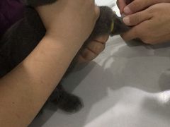 -伟伟宠物医院·CT影像中心·瑞派犬猫综合性门诊(汉口总院)
