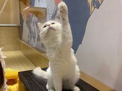 -滚猫咖啡·猫咖·猫友好撸猫(未来城店)