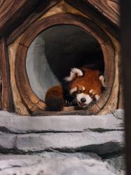 -Zoolung Zoolung动物主题公园(海信广场店)