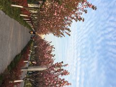 高东镇樱花园-高东镇樱花园