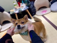 -逗柴咖啡屋·狗咖猫咖宠物桌游