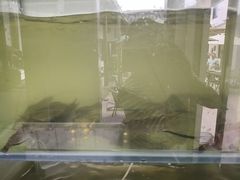 -小陆莲花蟹园农家乐(莲花岛店)