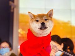 -萌宠之家·腊肠犬·马尔泰·小体犬舍