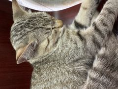 -盏记光明乳鸽(盐田八分店)
