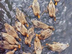 -野鸭湖国家湿地公园