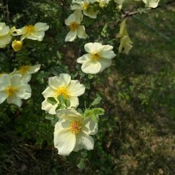 -河南省儿童医院(郑东院区)