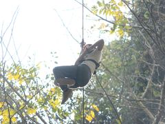 -清迈丛林飞跃 JungleFlight
