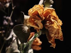 -Strawberry Butterfly草莓蝴蝶日式水果挞