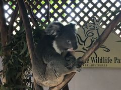 -费瑟代尔野生动物园