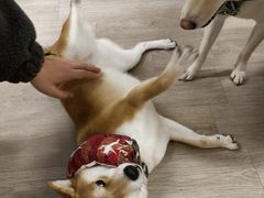 -柴迷FANS CLUB·柴犬狗咖·猫咖