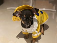 -爱诺耐芙动物医院(万博店)