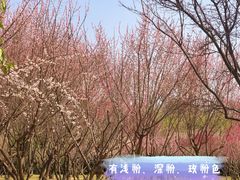 -蜀冈西峰生态公园