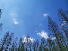 -东平国家森林公园